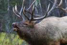 Bull Elk Fleming Art Print